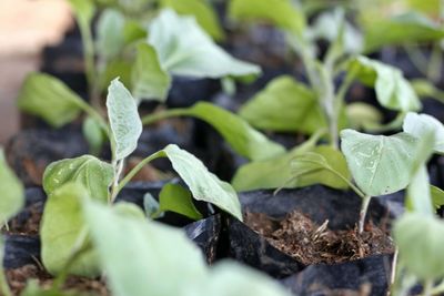 Close-up of fresh green plants