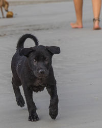 A cute puppy is running at the beach