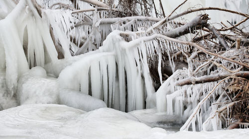 Close-up of icicles against plants