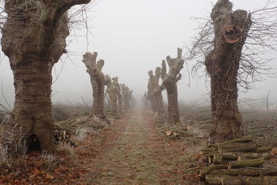 Road amidst bare trees