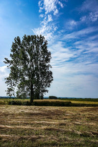 Tree on field against sky