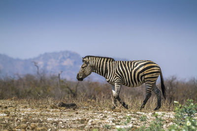 Zebra walking on land against clear sky