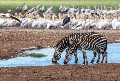 Zebra and pelicans at lakeshore