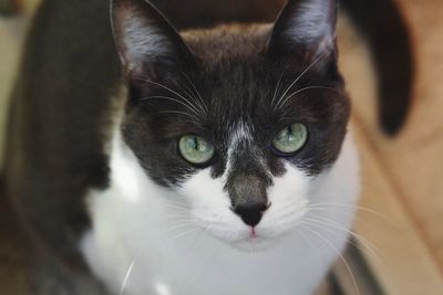 Close-up portrait of cat