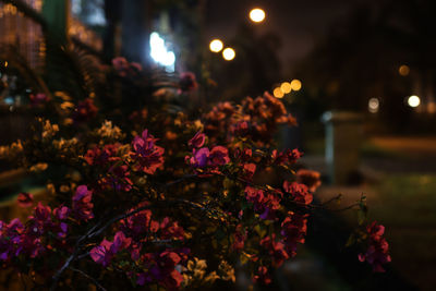 Close-up of flowering plants at night