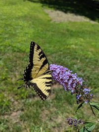 Close-up of butterfly pollinating on purple flower