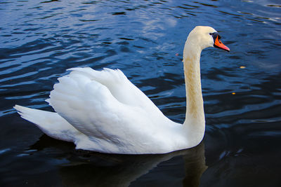 Swan swimming in lake