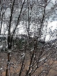 Bare trees against sky