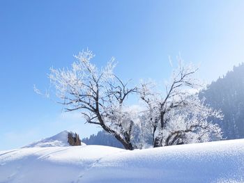 Snow covered trees against blue sky