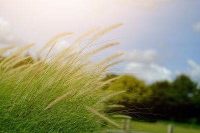 Close-up of stalks in field against sky