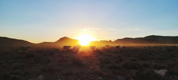 Sheep silhouette against dusty sunset