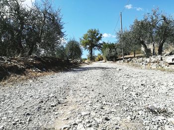 Road amidst bare trees against sky