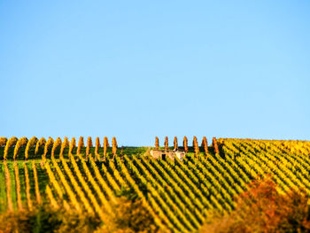 Plants on field against clear sky