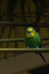 Close-up of parrot perching in cage