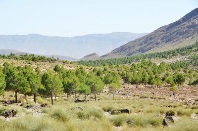 Scenic view of trees on field against clear sky