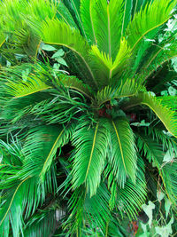 Close-up of palm tree