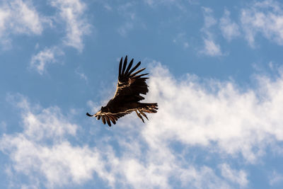 Low angle view of eagle flying against sky