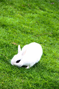 Dog on grassy field