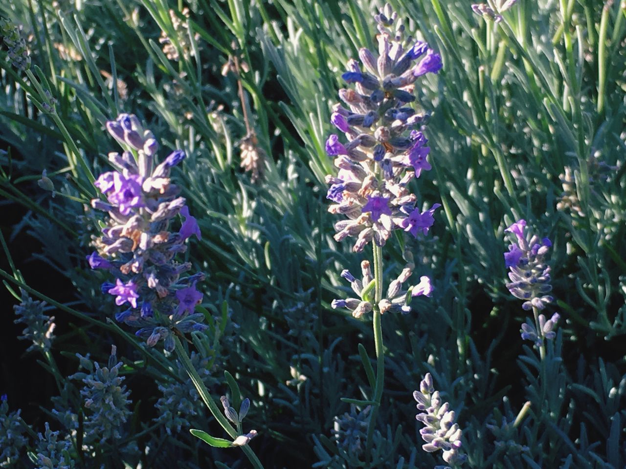 purple, growth, nature, beauty in nature, flower, plant, no people, outdoors, fragility, freshness, day