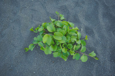 High angle view of plant on road