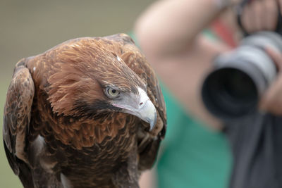 Close-up portrait of eagle