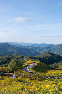 Mexican sunflower field at tung bua tong forest park doi mae mae ukho, mae hong son ,thailand