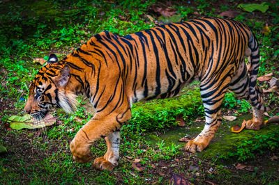 View of a tiger