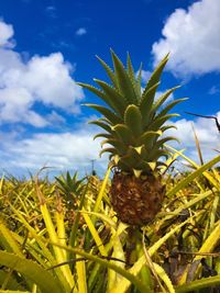 Low angle view of plants growing against blue sky