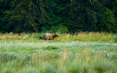 Mother bear with her cubs in the forest 