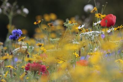 Close-up of flowering plants on field