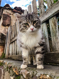pet