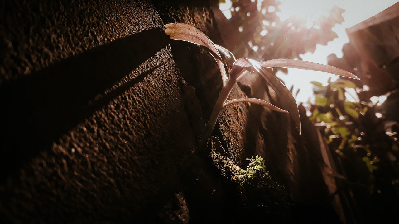 LOW ANGLE VIEW OF PLANT AGAINST TREES