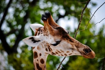 Close-up of a giraffe against blurred background