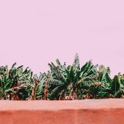 Close-up of palm tree against clear sky