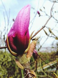 Close-up of flower against sky