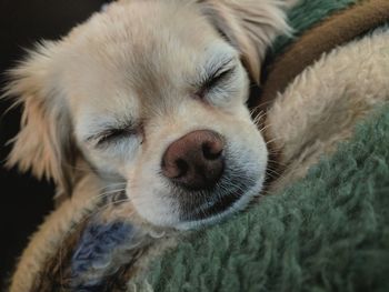 Close-up of puppy sleeping at home