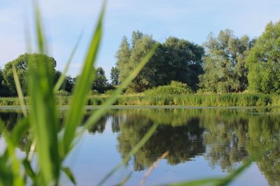 Scenic view of lake by trees against sky