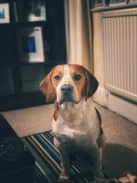 Portrait of dog sitting at home