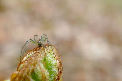 Close-up of spider