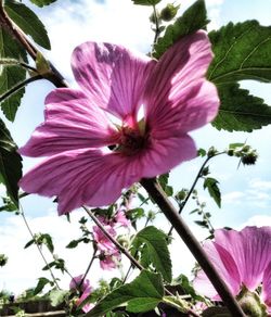 Low angle view of pink flowers blooming against sky