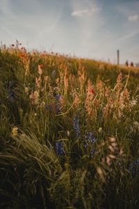 Close-up of plants growing on field against sky