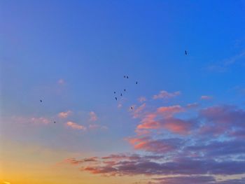 Low angle view of birds flying in sky