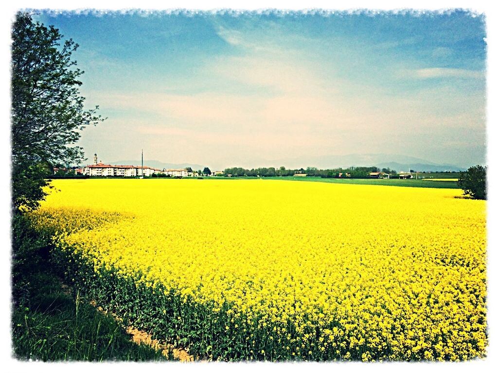 transfer print, yellow, auto post production filter, sky, field, cloud - sky, nature, beauty in nature, landscape, tranquil scene, tranquility, outdoors, cloud, scenics, growth, flower, fence, day, no people, tree