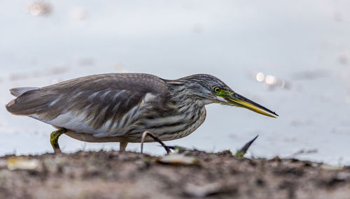 A heron hunting