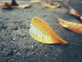 Close-up of fruit