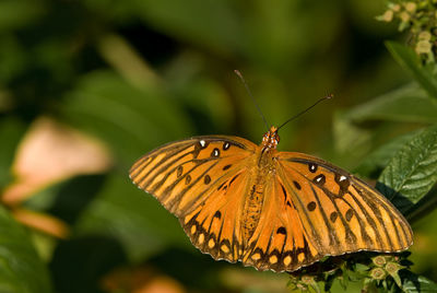 Close-up of butterfly pollinating flower