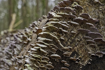 Close-up of mushroom growing on tree trunk