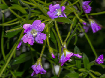 Close-up of purple flowering plants