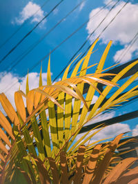 Low angle view of yellow plants against sky