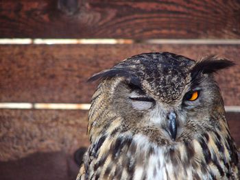 Close-up portrait of owl